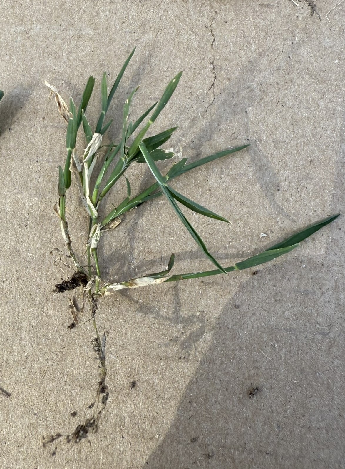 marietta-winter-1742165406