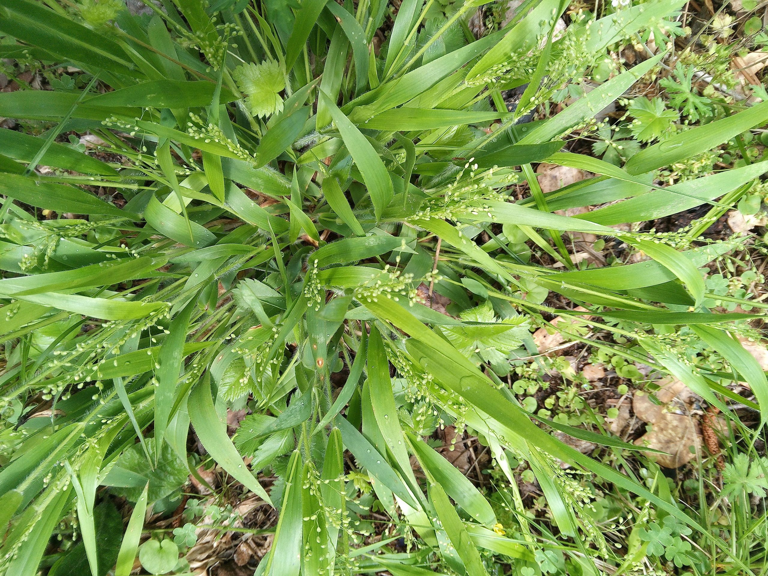 palmetto-spring-1746019383