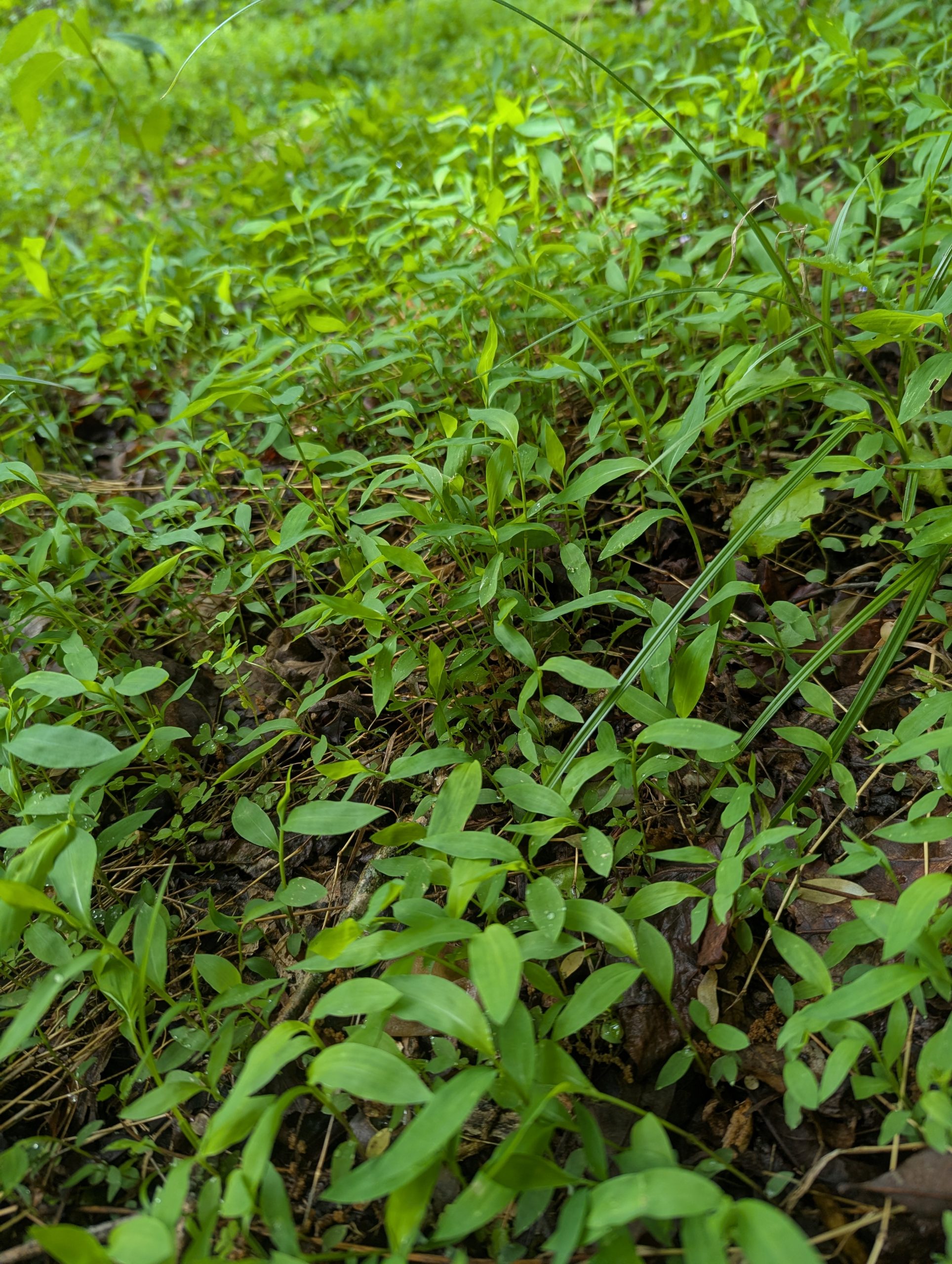 taylorsville-spring-1745351202