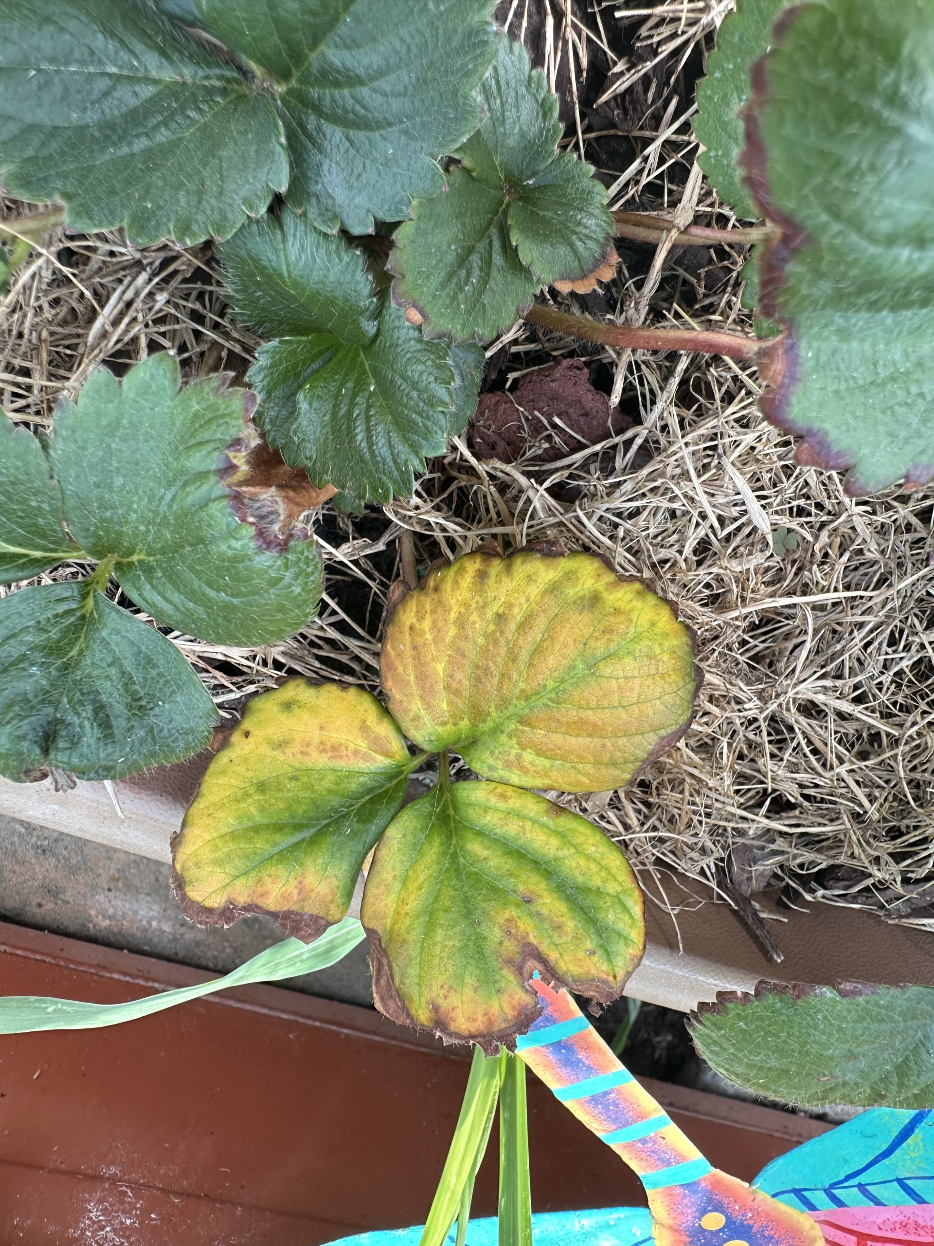 byron-spring-1746369365