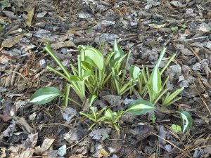 IMG_0821 | Walter Reeves: The Georgia Gardener