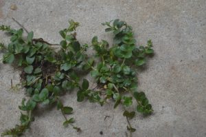 UY0aoXLcPbsF | Walter Reeves: The Georgia Gardener