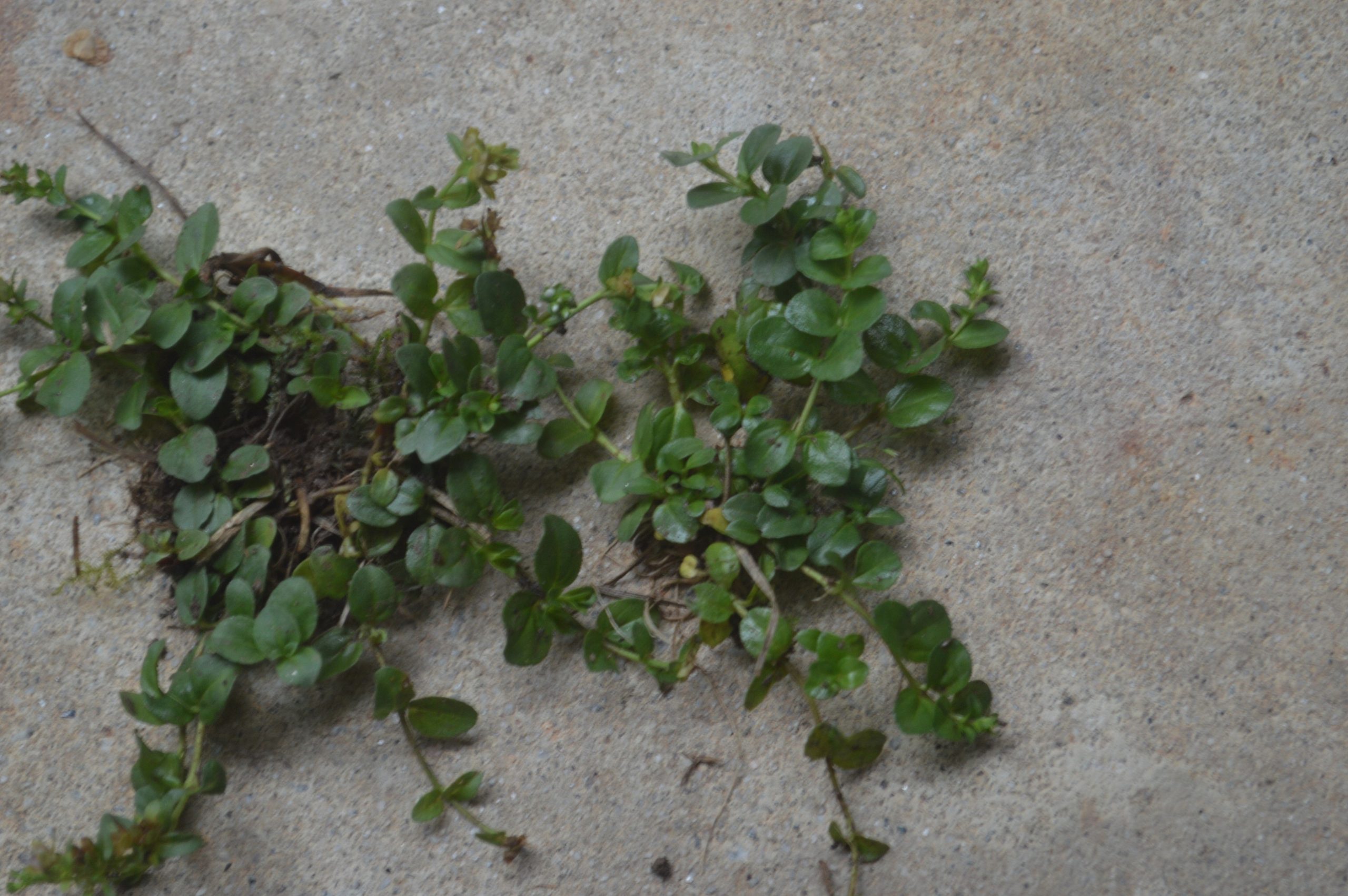 dunwoody-spring-1746296717