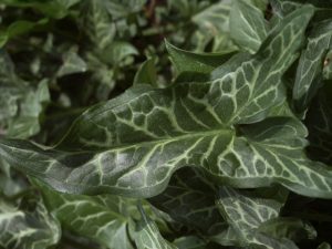 arum leaf | Walter Reeves: The Georgia Gardener