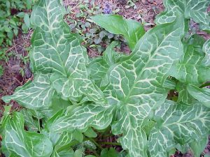 arum leaves | Walter Reeves: The Georgia Gardener