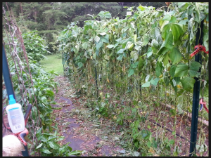 deer damage 1 Mike Childers | Walter Reeves: The Georgia Gardener