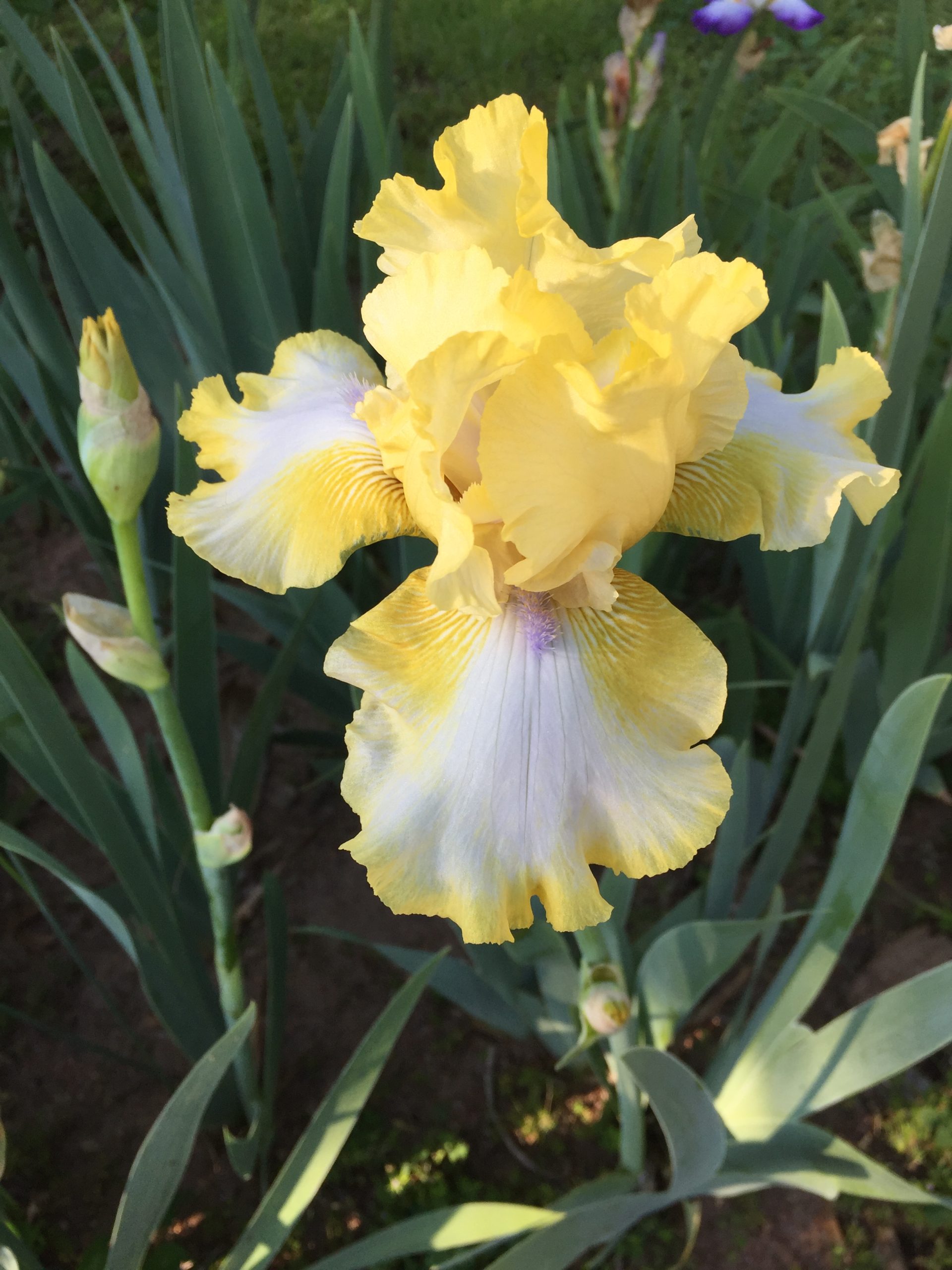 An Iris Relocation Guide | Walter Reeves: The Georgia Gardener