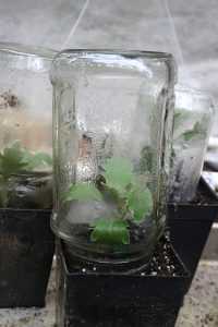 rooting plants | Walter Reeves: The Georgia Gardener