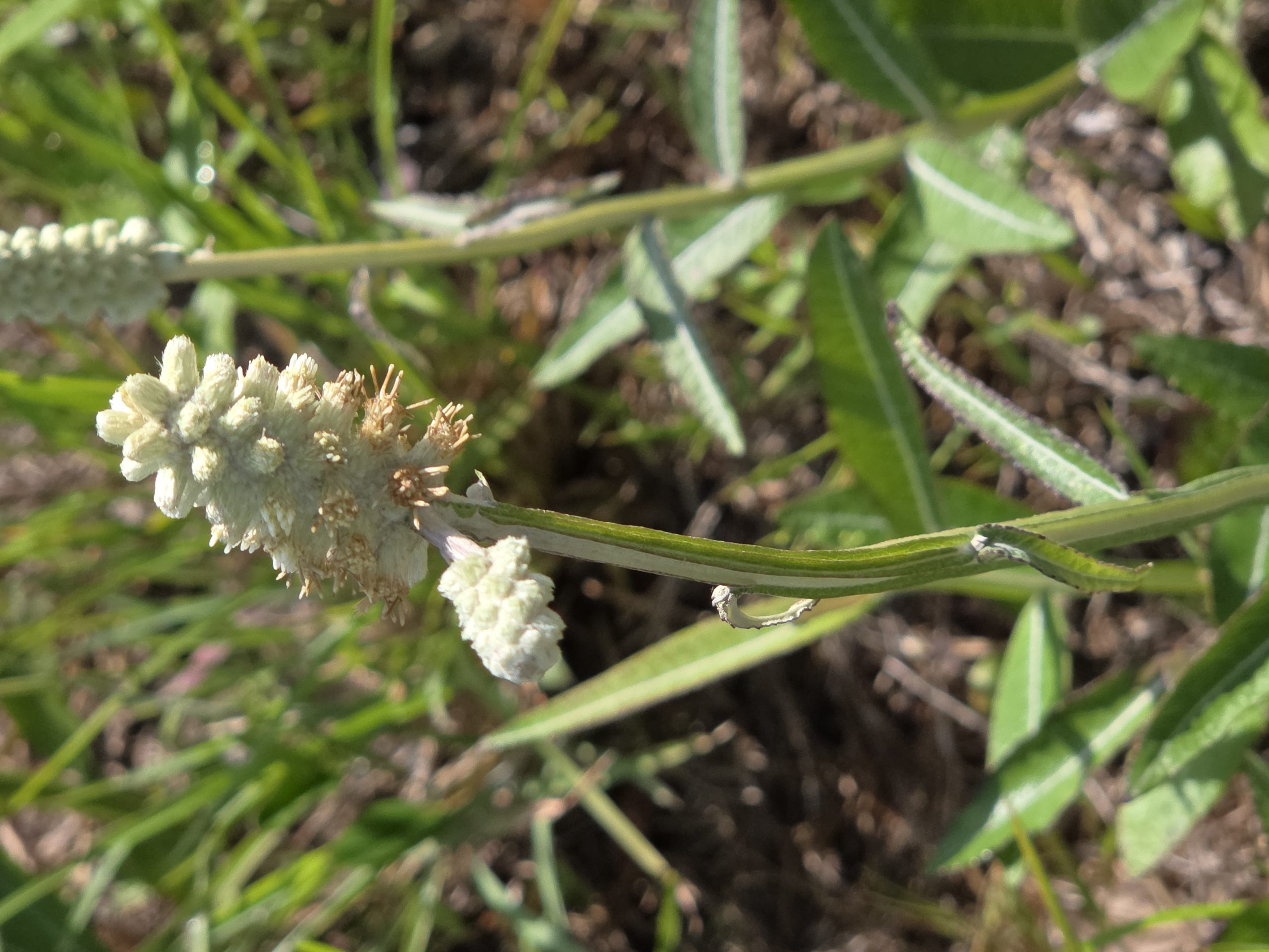 waynesvile-summer-1747317664