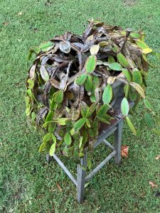 IMG_0015 | Walter Reeves: The Georgia Gardener