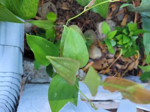 Vines with broad green leaves climbing a light blue wooden fence outdoors.