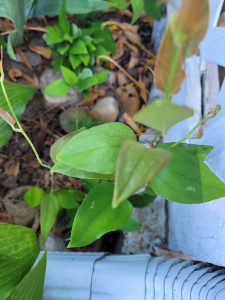Close-up of green plant leaves and vines growing along a ribbed blue-gray surface, with soil and small rocks visible in the background.