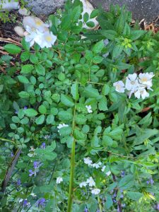 White five-petaled flowers with yellow centers among green rose leaves in a garden bed.