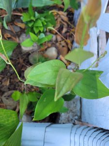 Close-up of vibrant green plant leaves growing beside a light blue corrugated metal barrier in a garden setting.