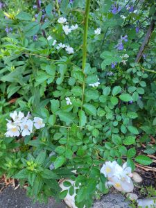 White rose blossoms with yellow centers on a thorny green stem, surrounded by dense green leaves and purple flowers in the background.