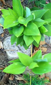 yAKpONohTR3J | Walter Reeves: The Georgia Gardener Close-up of a compact green rosette plant with thick, fleshy leaves in a garden bed among soil and rocks