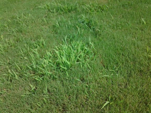 Weed in bermuda grass Walter Reeves The Gardener