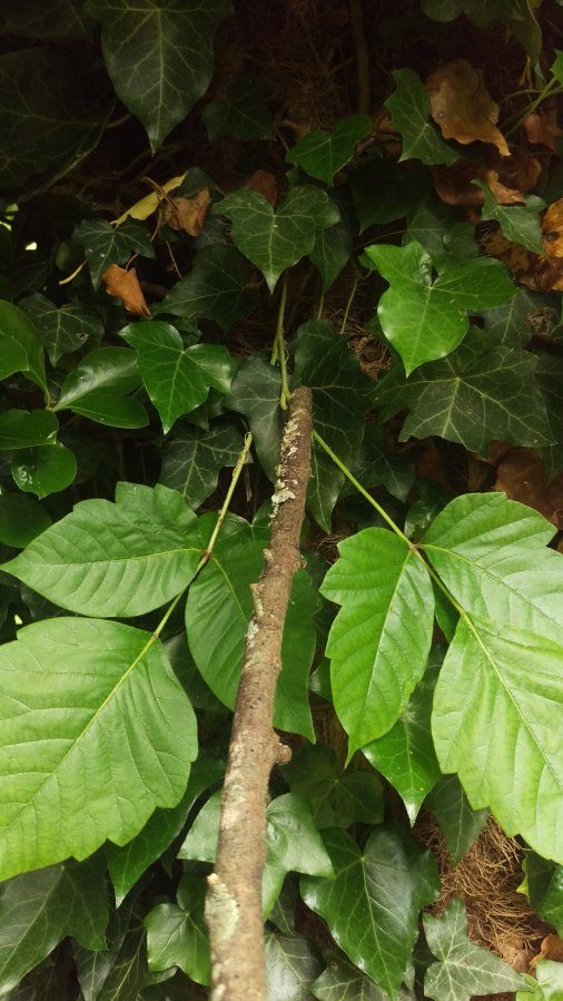 Poison Ivy? Walter Reeves The Gardener