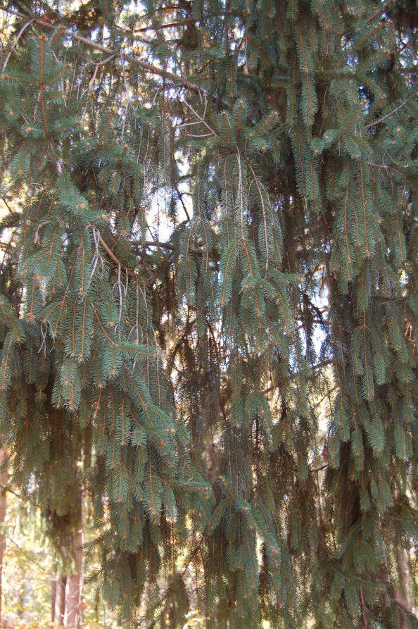 Tall Evergreen, Drooping branches Walter Reeves The Gardener