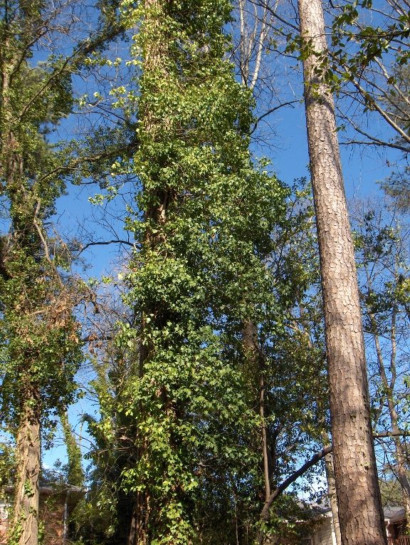 vine growing on pine tree Walter Reeves The Gardener