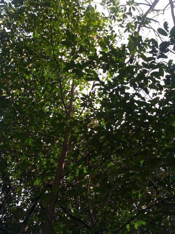 Invasive Tree Walter Reeves The Gardener