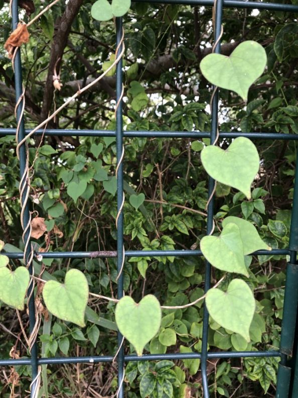 Heart shaped vine in Noum a Walter Reeves The Gardener