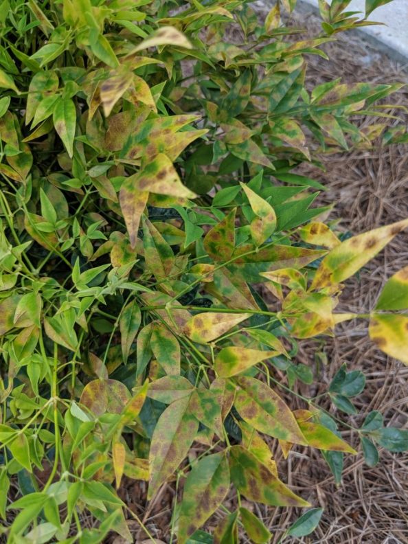 Brown Spots on Lemon Lime Nandina Walter Reeves The Gardener