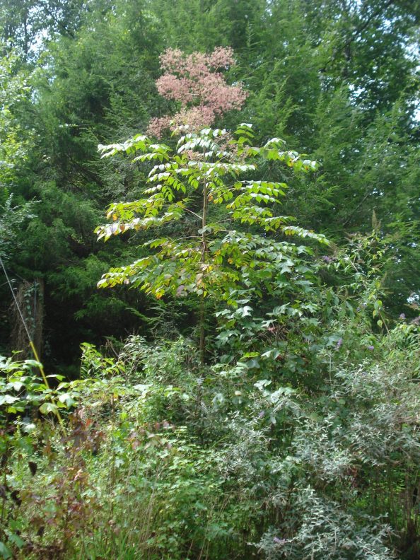 Trees with thorns on trunk Walter Reeves The