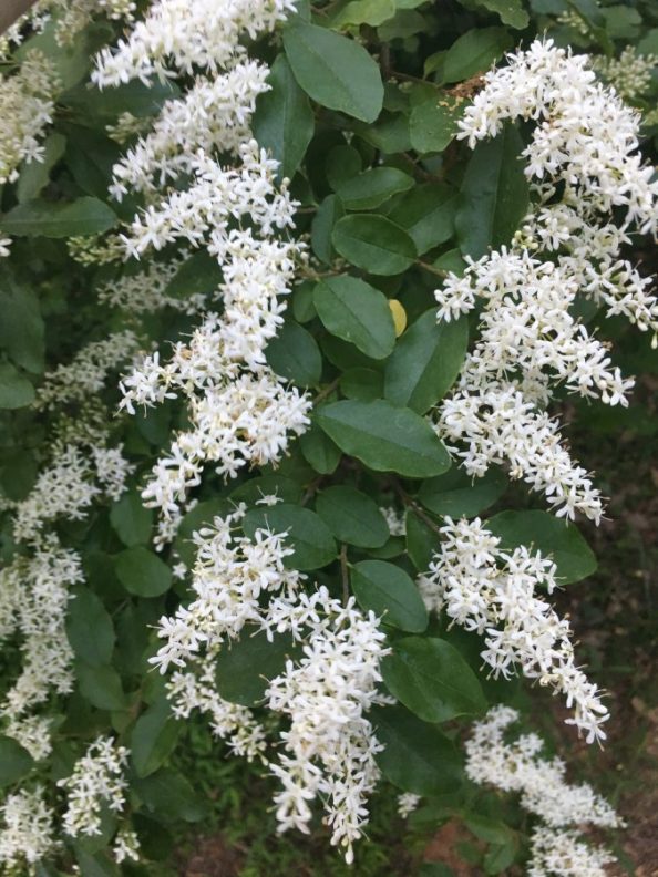 Shrub w/Cascading White Flowers Walter Reeves The Gardener