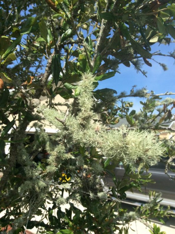 What is killing my oak tree Walter Reeves The Gardener