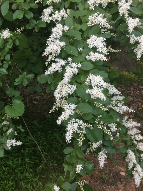 Shrub w/Cascading White Flowers Walter Reeves The Gardener