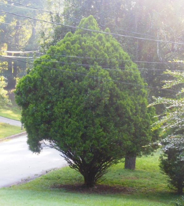 Evergreen Tree Walter Reeves The Gardener