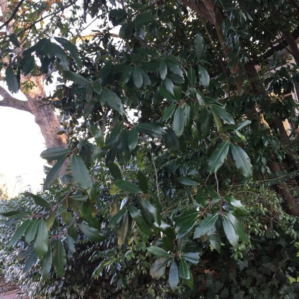 two trees with black berries Walter Reeves The Gardener