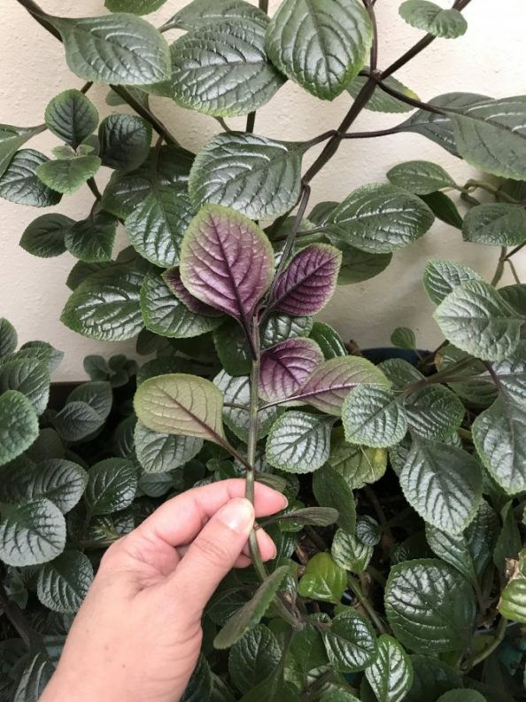 Green plant with purple flowers westsmartphone