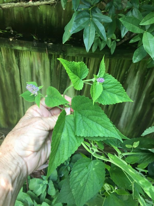 Smells like licorice! Walter Reeves The Gardener
