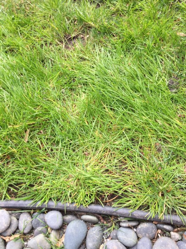 Help! Some kind of grass is destroying my fescue Walter Reeves The