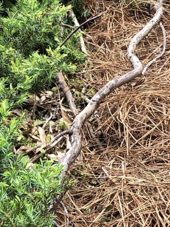 Juniper dying Walter Reeves The Gardener