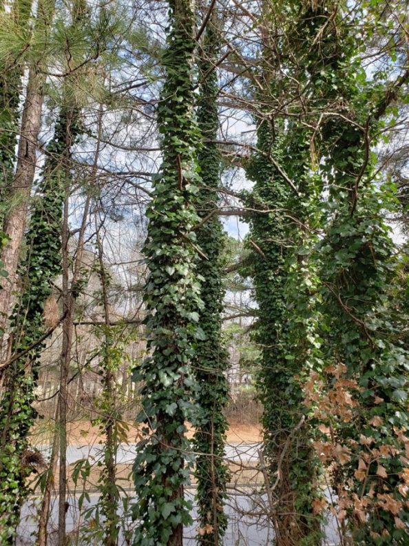 What are these vines that are killing the trees? Walter Reeves The