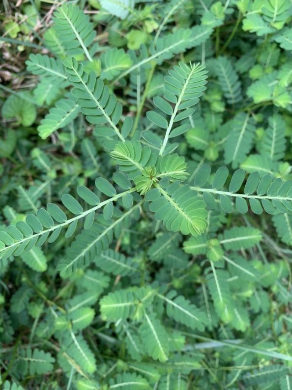 Fernlike Weed Walter Reeves The Gardener