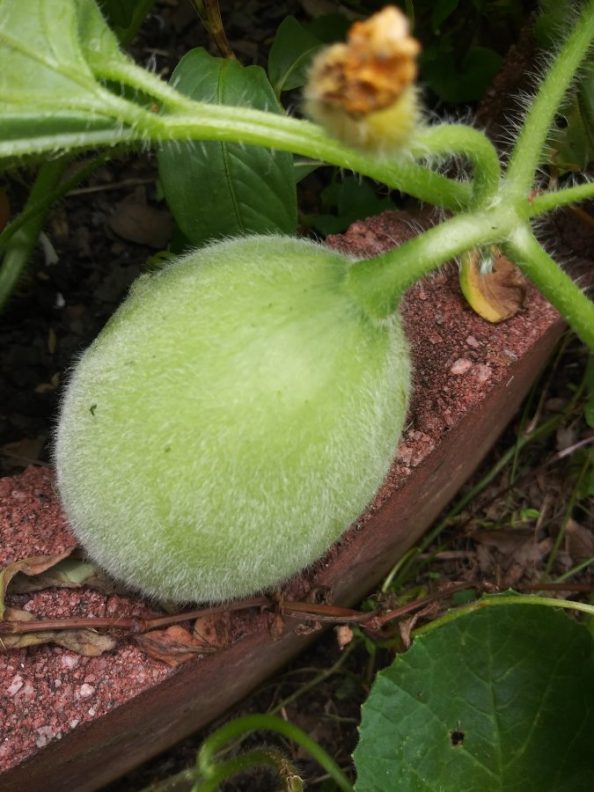 Fuzzy melon, fruit or what is it Walter Reeves The Gardener