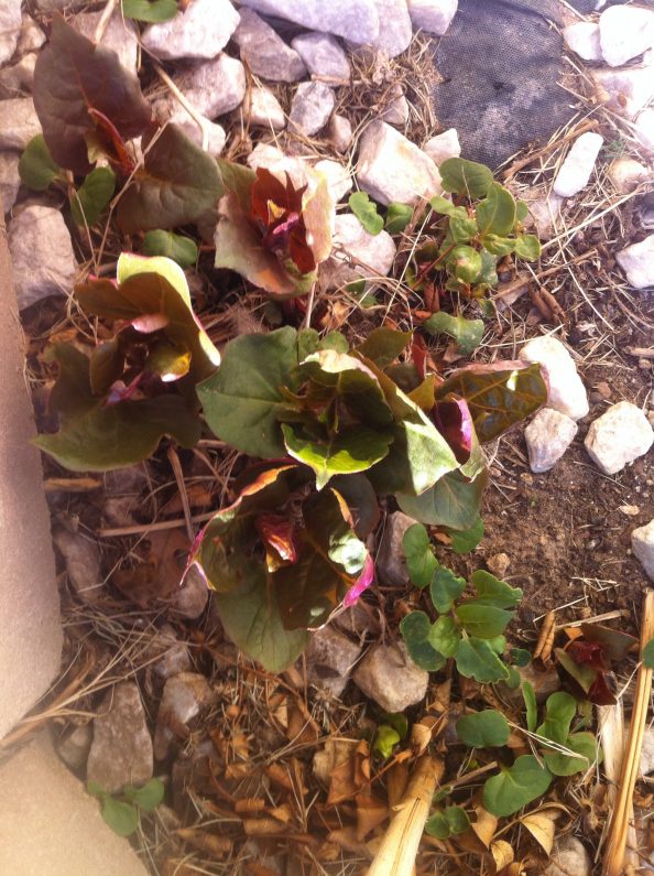 Invasive weed with thorns walter reeves the georgia gardener