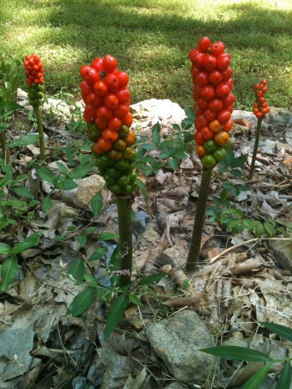 Mystery Plant with Orange Balls Walter Reeves The Gardener