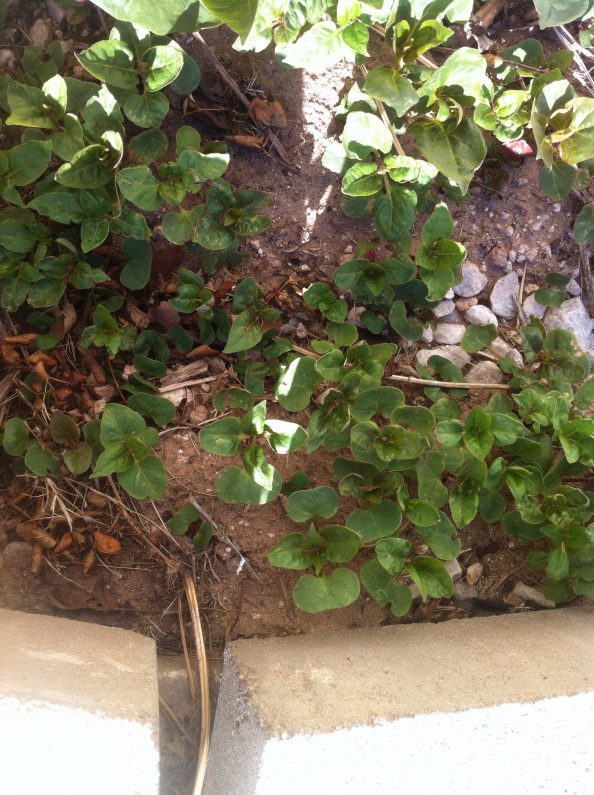Invasive weed with thorns walter reeves the georgia gardener