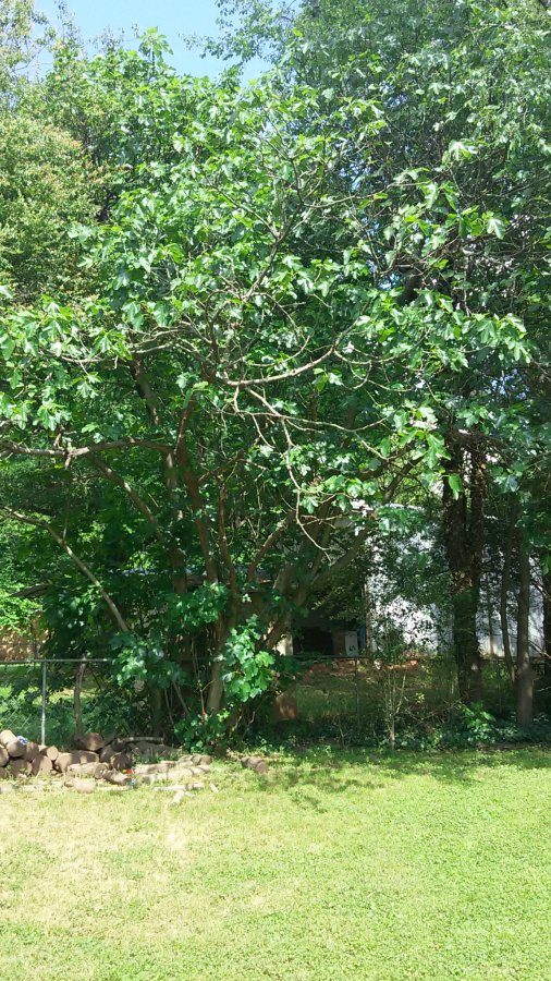 Fig tree in the fence Walter Reeves The Gardener