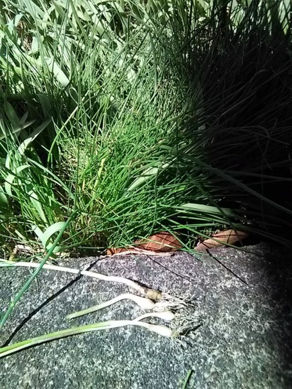 green onion or grass Walter Reeves The Gardener