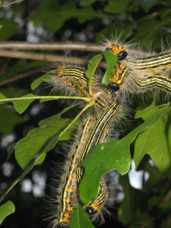 Caterpillars on overcup oak tree Walter Reeves The Gardener