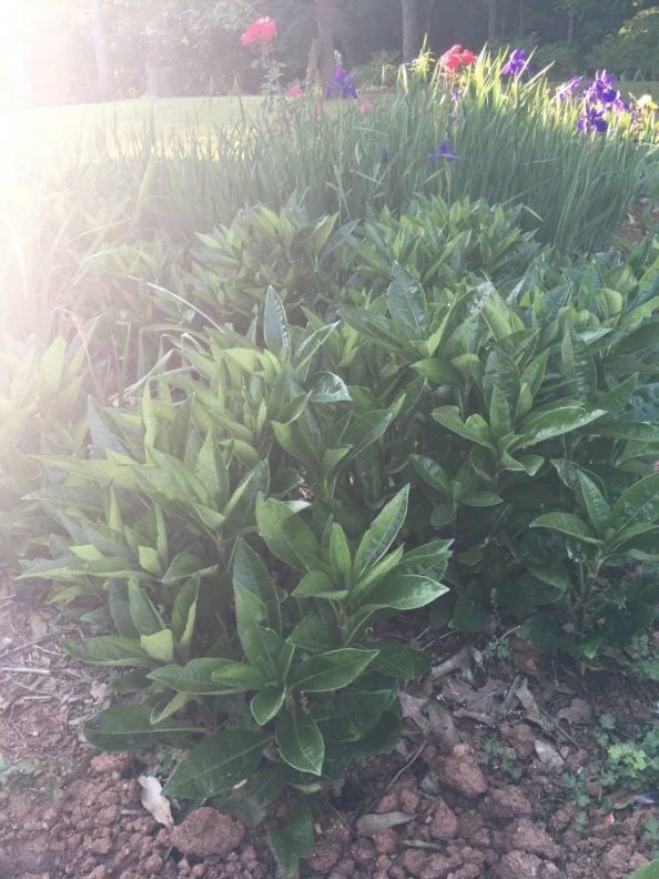 Bushlike plant Walter Reeves The Gardener