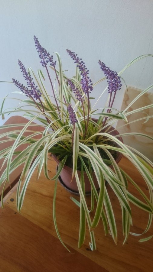 like a spider plant but with purple flowers Walter
