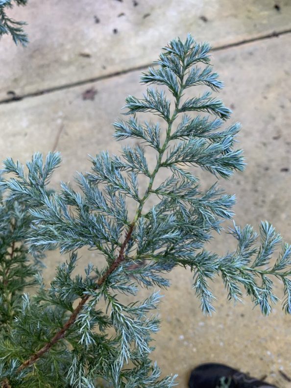 Juniper or Cypress? Walter Reeves The Gardener