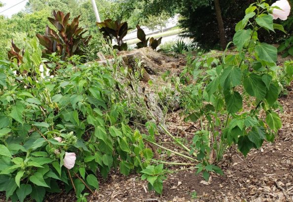 Root Rot – Identified – Walter Reeves: The Georgia Gardener